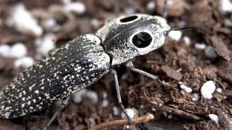 macro shot of an eyed click beetle standing in dirt