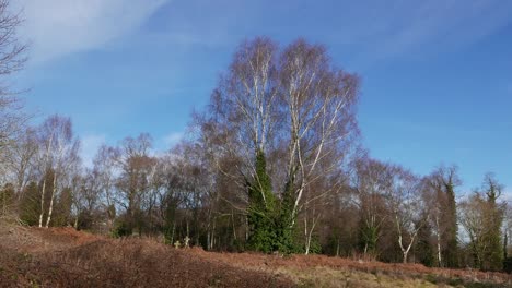 Abedules-Plateados,-Betula-Pendula,-En-Invierno