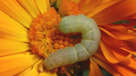 a green caterpillar on a flower head of a pot marigold garden