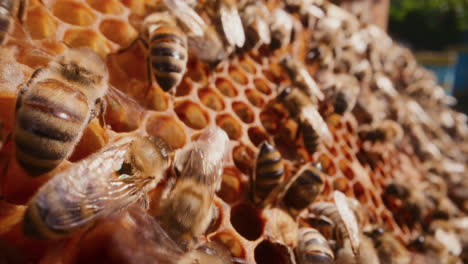 very strong close-up of working bees in the hive