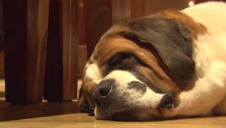 SLEEPY-SAINT-BERNARD-DOG-INSIDE