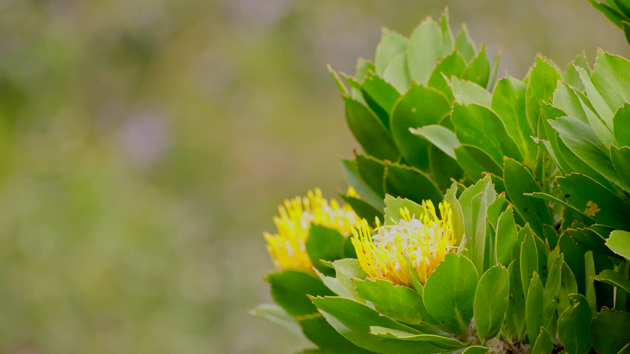 Close-up of Yellow Pincushion Protea Flowers