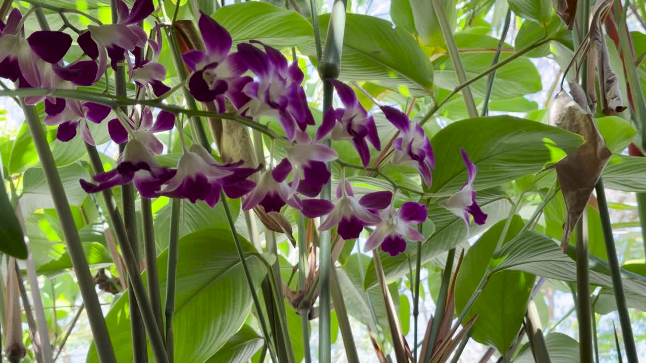 Purple orchid flowers gently swaying among green leaves in bright, natural outdoor lighting