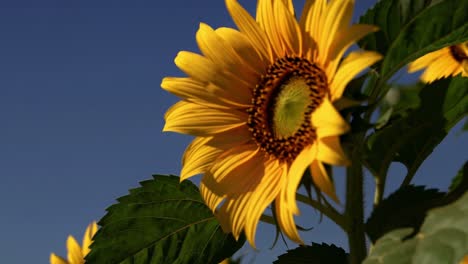 girasol en un campo