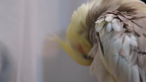 portrait of a yellow corella cleaning its wings 4k 2025 07 24 07 04 48 utc.mov | animal, australia, background, beak