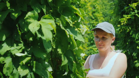 a farmer studies hop plants at a brewery farm raw materials for the manufacture of beer