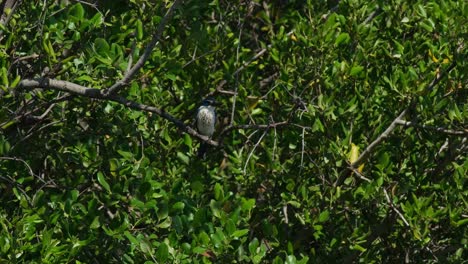 Camera-zooms-in-while-the-bird-is-seen-in-the-foliage-facing-to-the-right-during-a-windy-day,-Collared-Kingfisher-Todiramphus-chloris,-Thailand