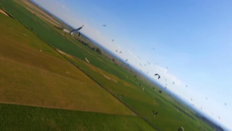 fpv aerial flying over farmland as a flock of storks flies over a herd of sheep