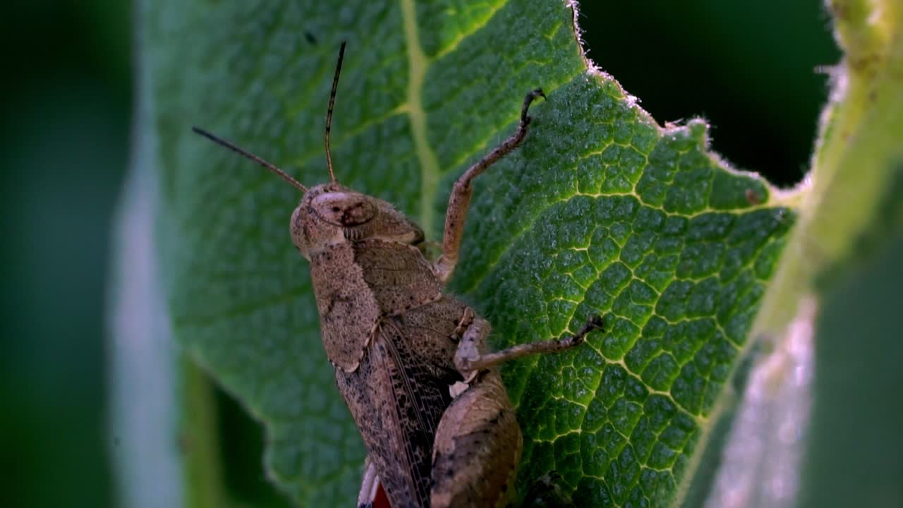 Close-up of a Grasshopper Climbing on a Bright Green Leaf in Nature