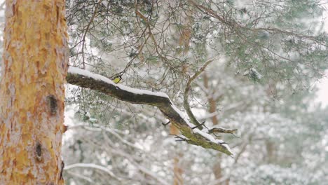 Vogel-Sitzt-Auf-Einem-Mit-Schnee-Bedeckten-Ast