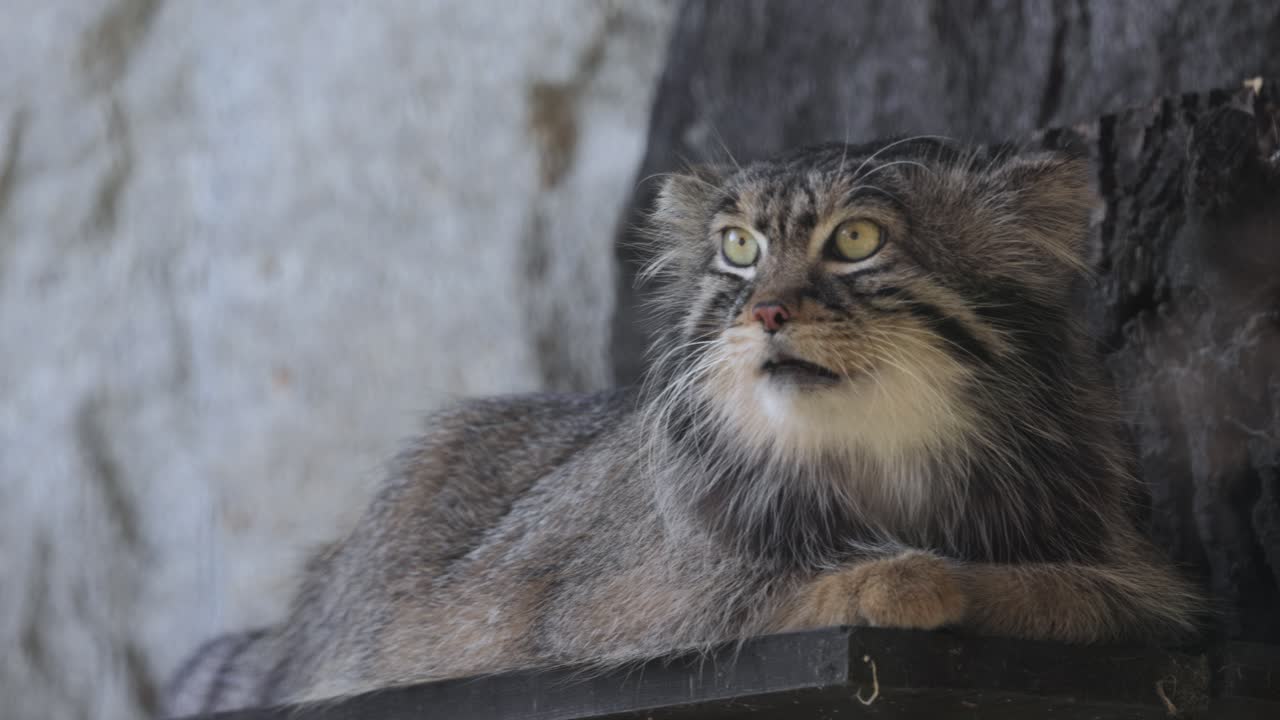 팔라스 고양이 (otokolobus manul) 는 길고 두꺼운 희미한 회색 털을 가진 작은 야생 고양이이며 머리의 에 둥근 귀가 낮습니다.