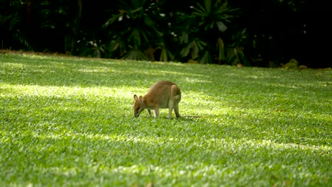 Wallabie-Comiendo-Hierba-Canguro-Comiendo-Hierba-Familia-Wallabie,-Familia-Canguro