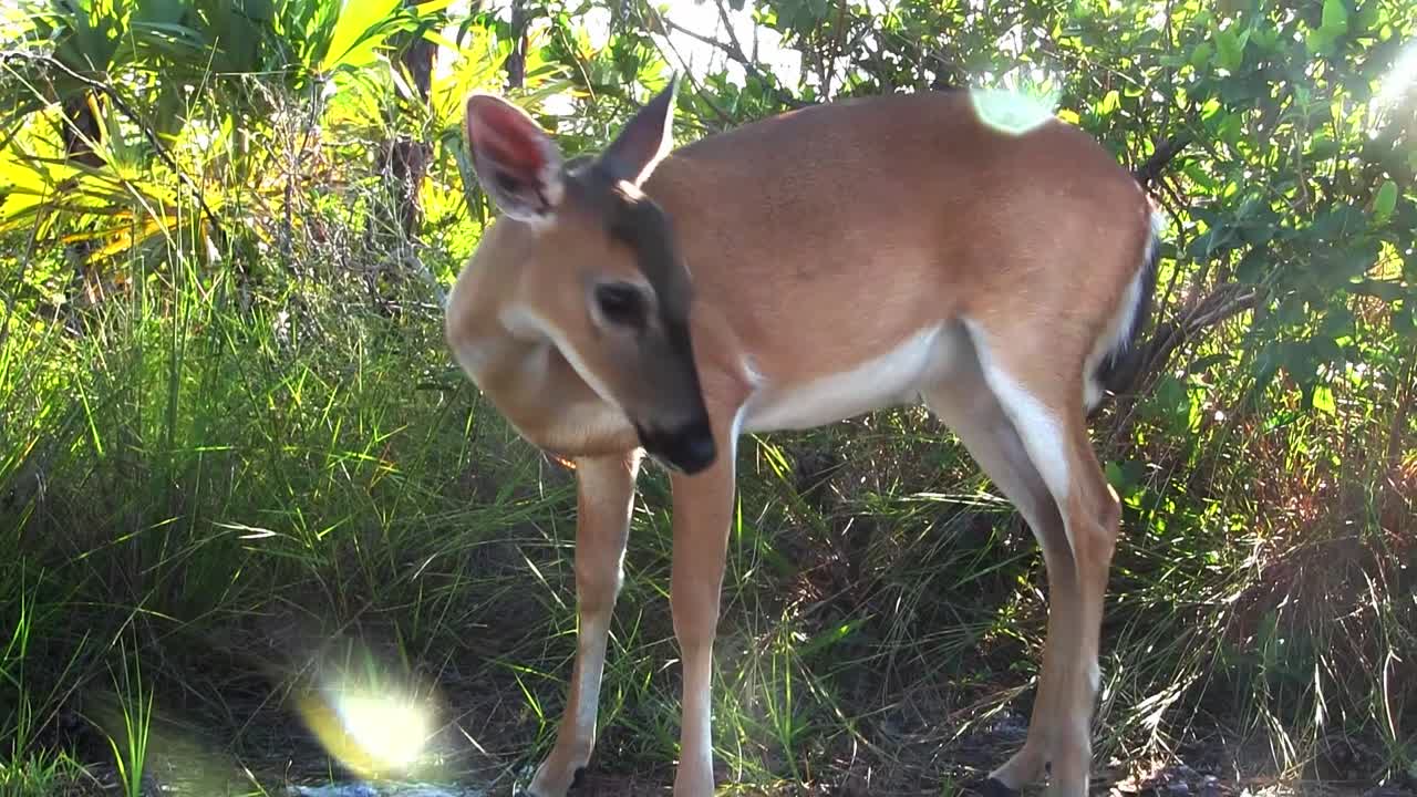 암사슴이 코를 긁고 재채기를 한다