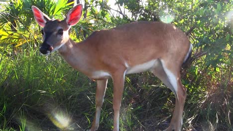 A-doe-scratches-her-nose-and-sneezes