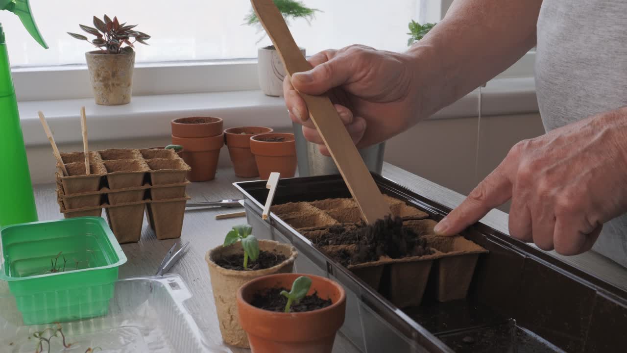 Primo piano di mani che riempiono vasi di torba biodegradabili con terriccio per la coltivazione di piantine al chiuso