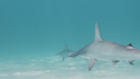 schools of hammerhead sharks hunting prey in the blue tropical ocean waters