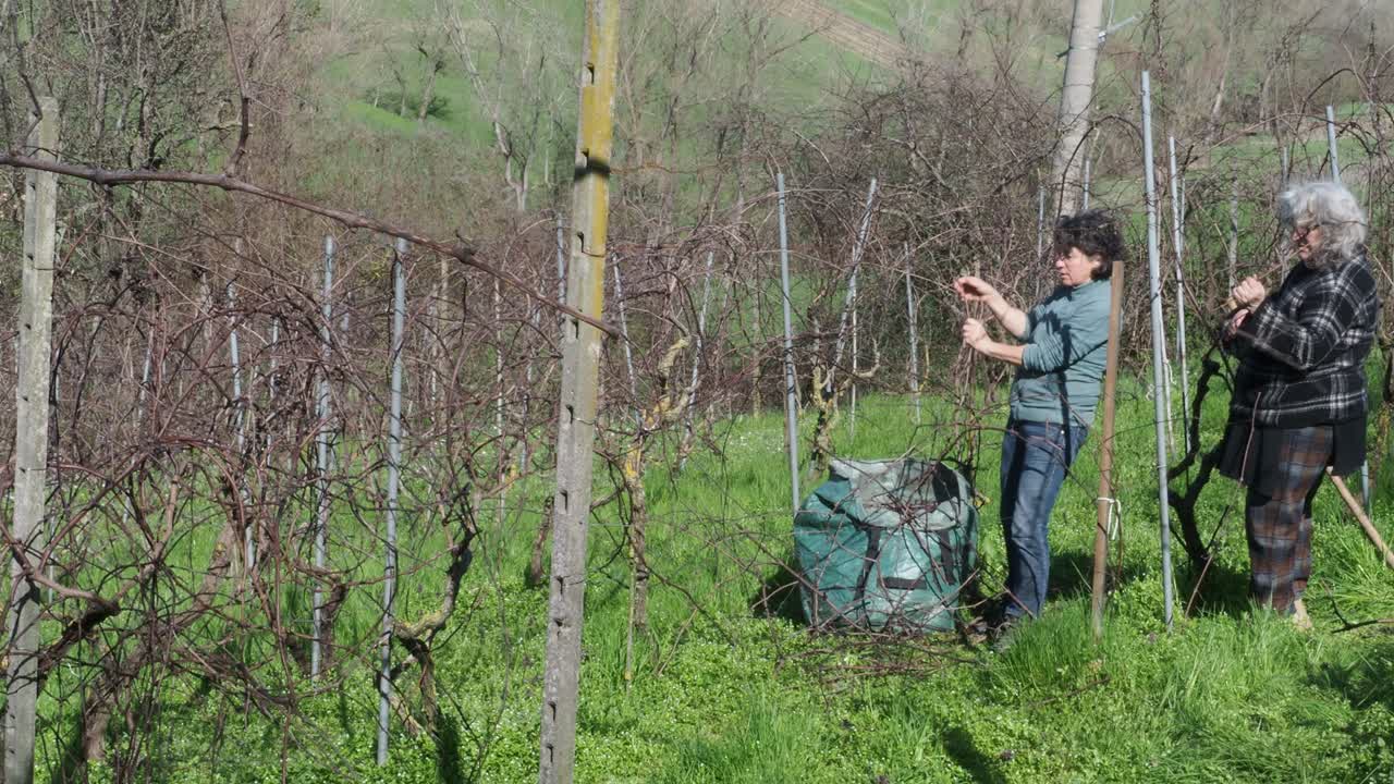 Two women pruning dormant grapevines in vineyard with green sack during late winter, slow motion static shot