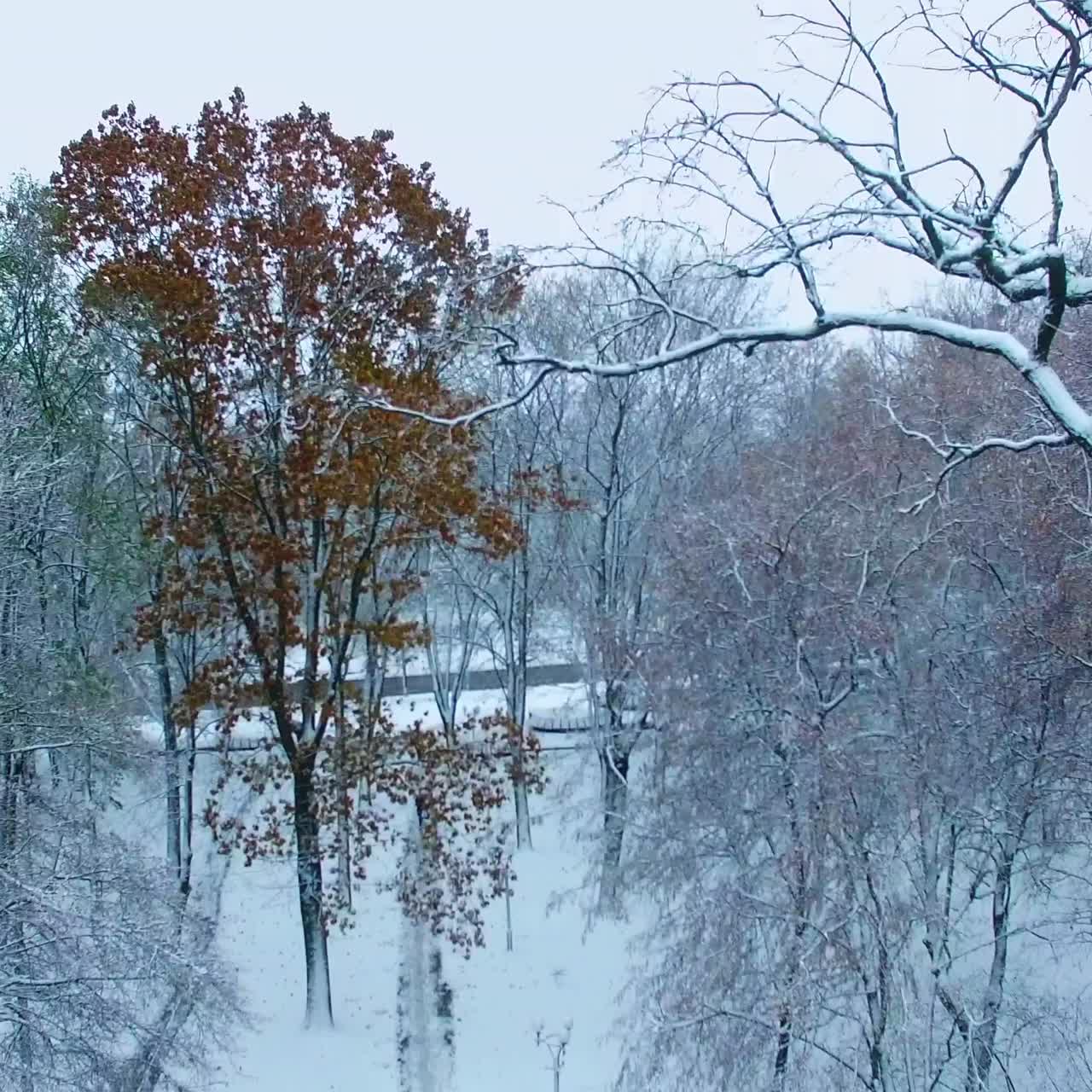 Snow-covered ground and trees in the city park. Drone rising above the square opening the cityscape in winter