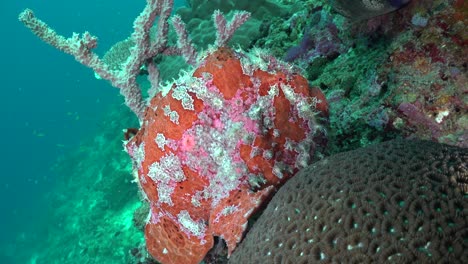 giant red frogfish walking over tropical coral reef