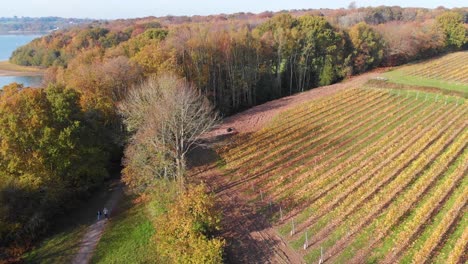 Upward-movement-aerial-drone-of-autumn-fall-trees-and-vineyard-with-people-jogging---4k