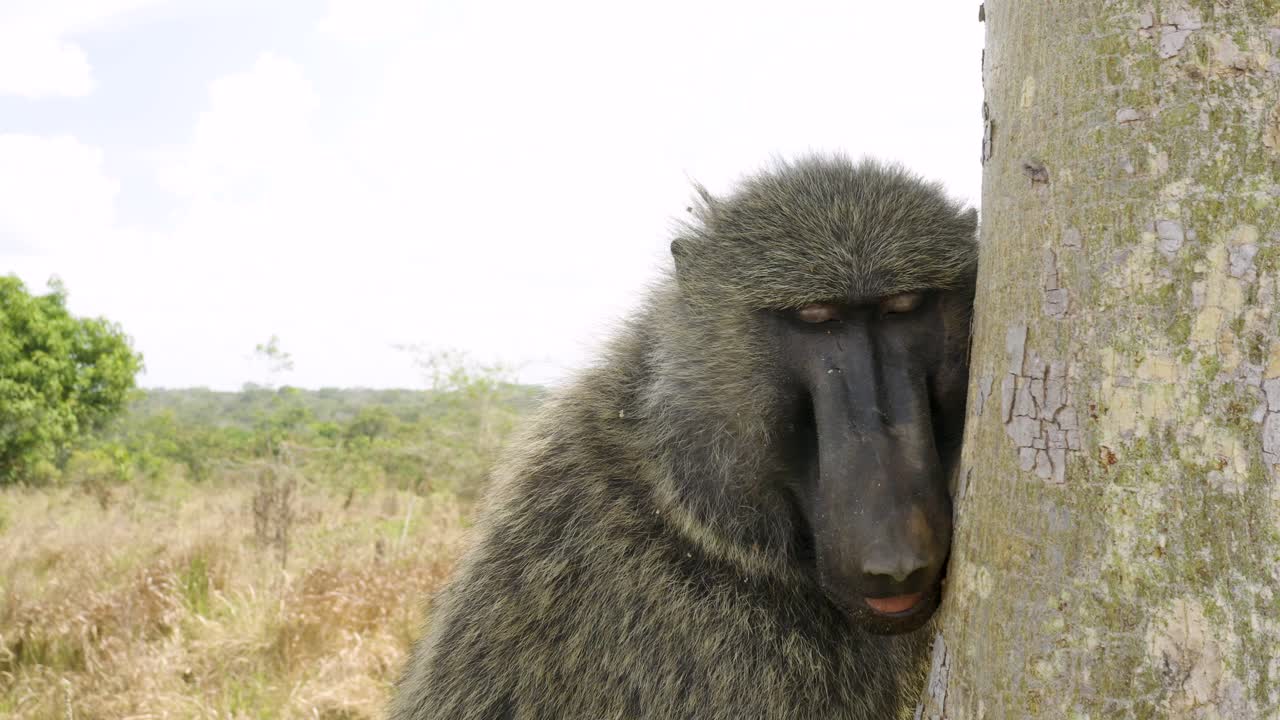 дикий бабуин спит после того, как его спасли и выпустили обратно в дикую природу