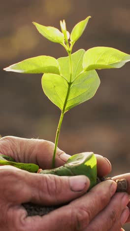 manos plantando una plántula