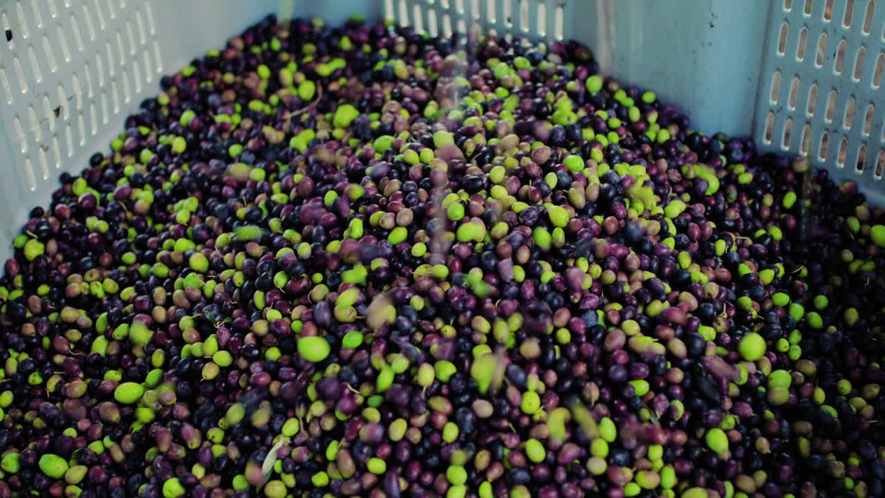 기름 공장 에서 올리브