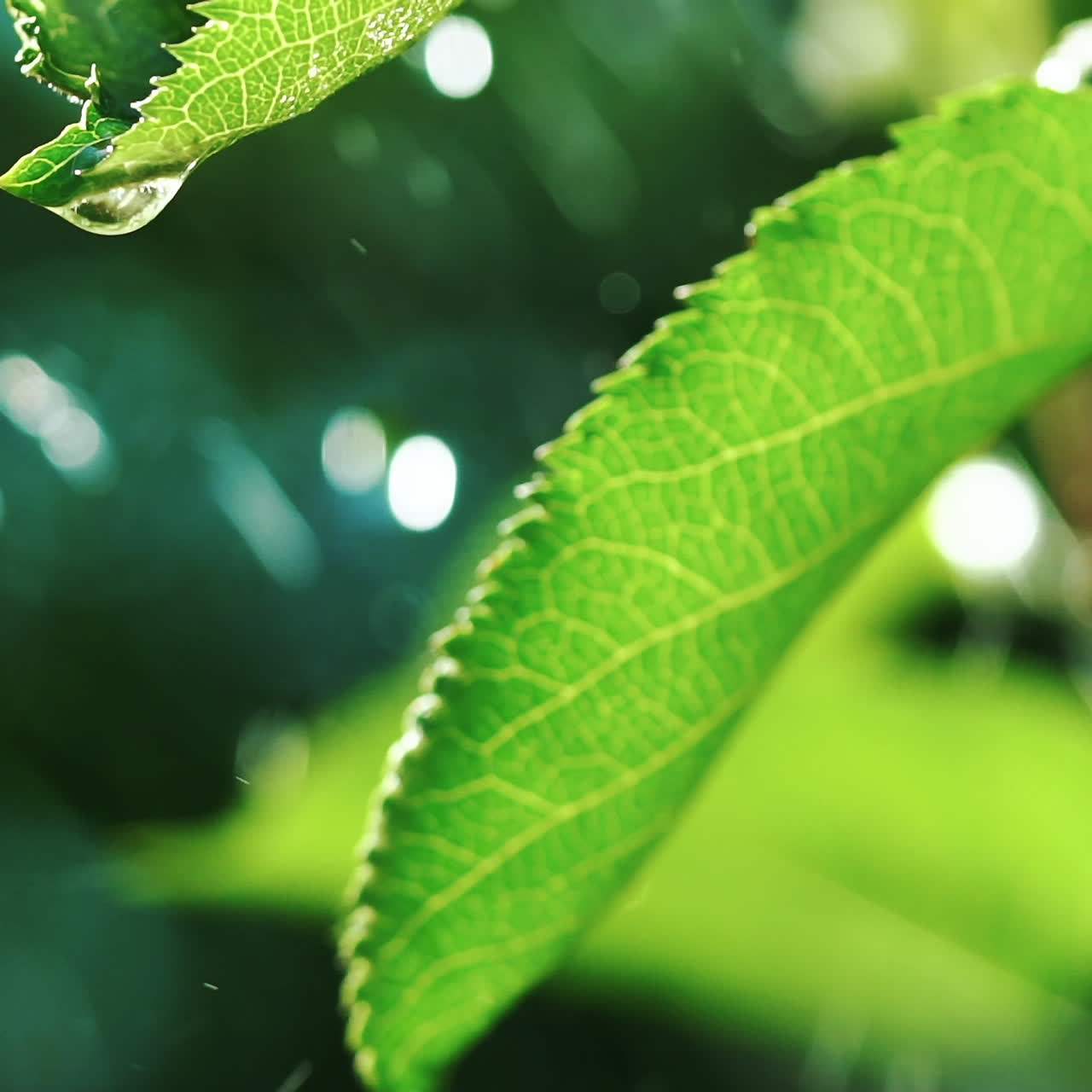 Water drops cascade from green leaves during heavy rain. Rain water drops falling over green grass. Slow motion
