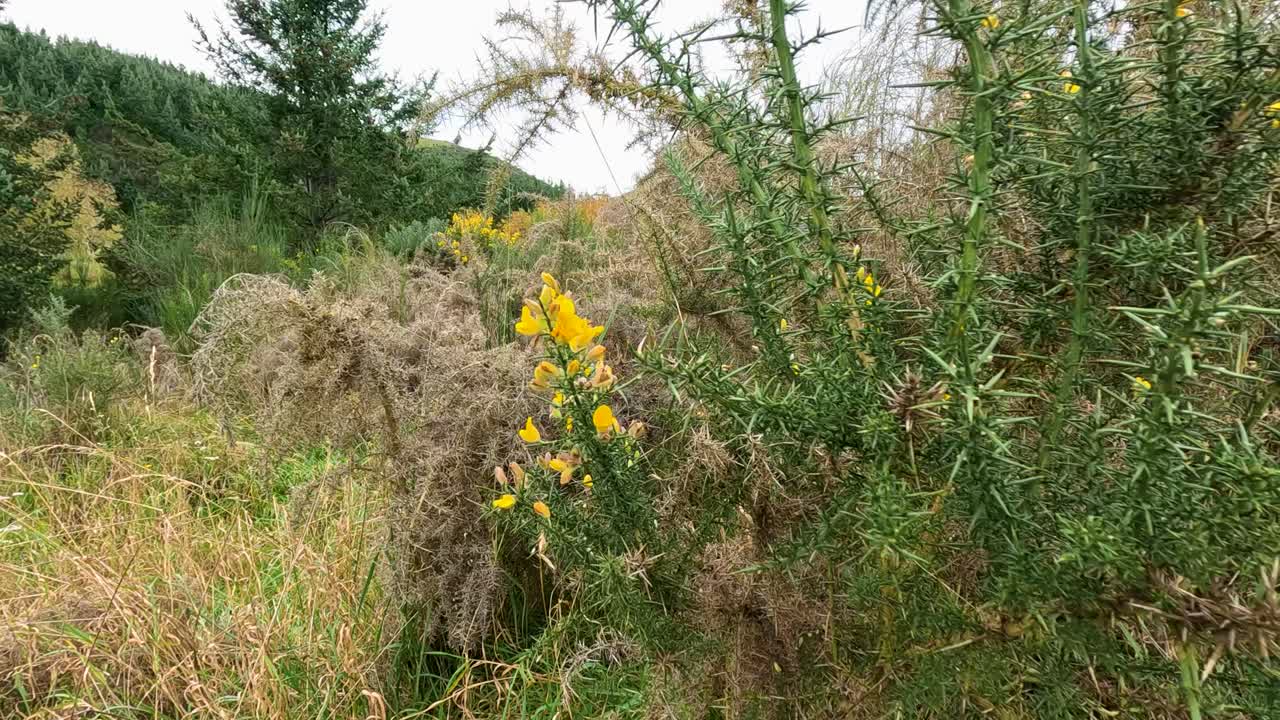 Vibrant yellow flowers amidst dense greenery in Queenstown, New Zealand. Natural lighting enhances the serene, picturesque environment