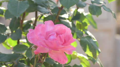 natural pink rose flower in a garden