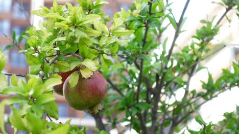 pomegranate tree with ripe fruits