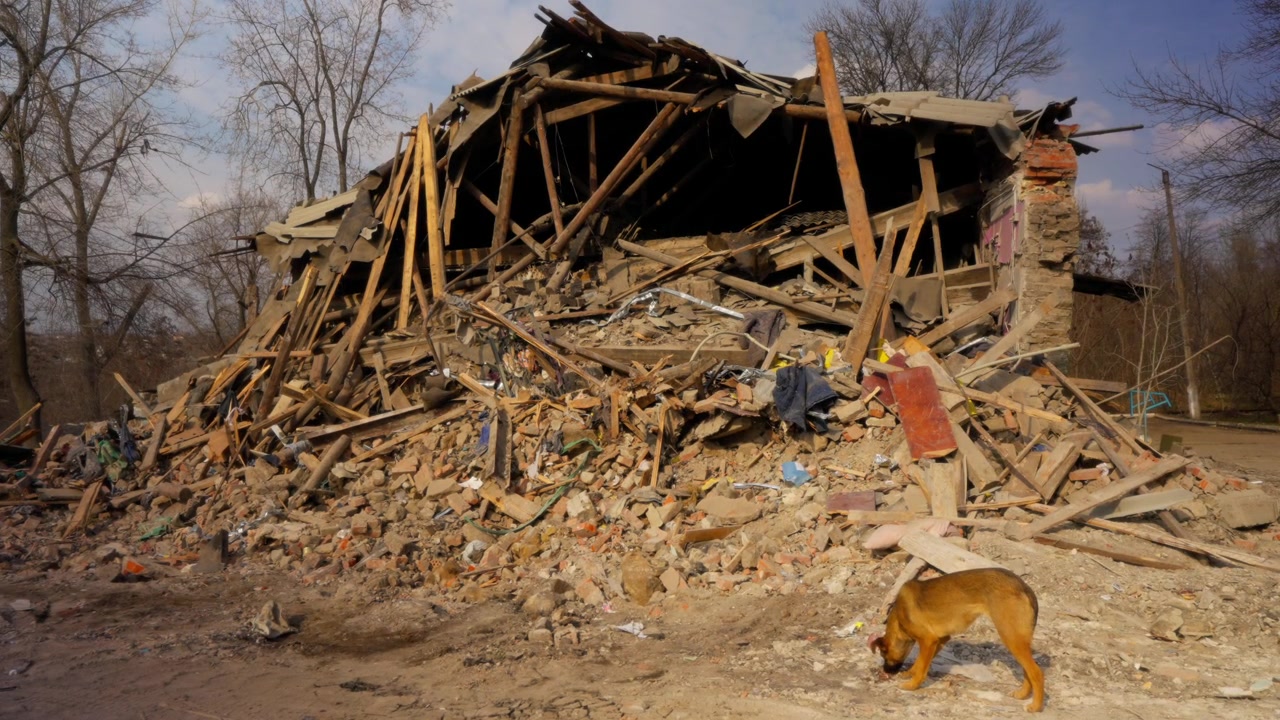 Edificio crollato e un cane randagio a Kramatorsk, regione di Donetsk, che mostrano la devastazione del conflitto.