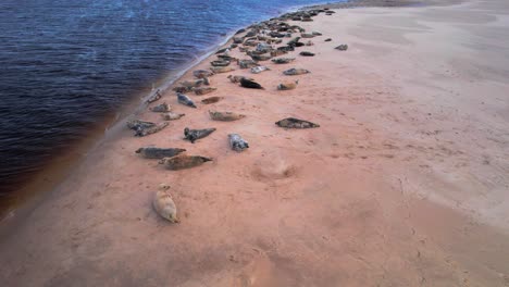 stunning aerial shot of seals resting on findhorn beach near edinburgh, scotland, uk