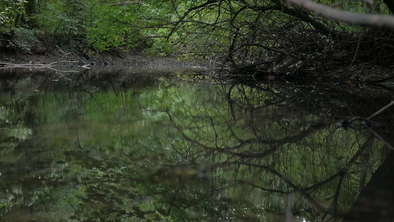 peaceful river in the forest