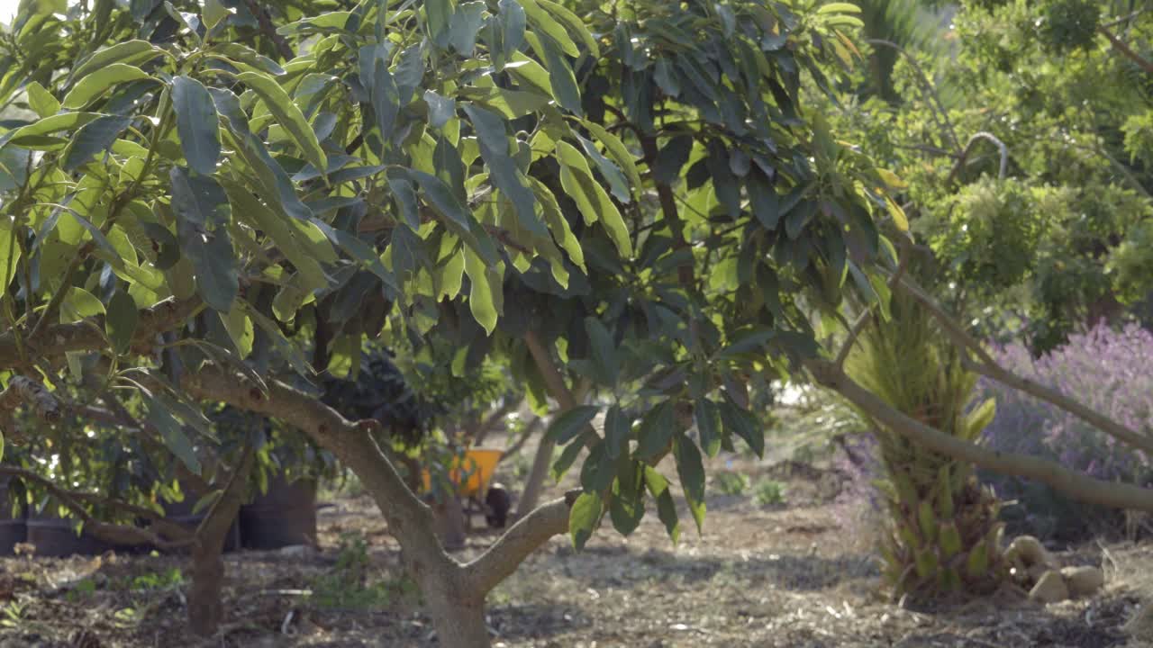 서머랜드 캘리포니아의 실험적 영속 재배 부지에 있는 유기농 아보카도 과수원의 아름다운 돌리 샷