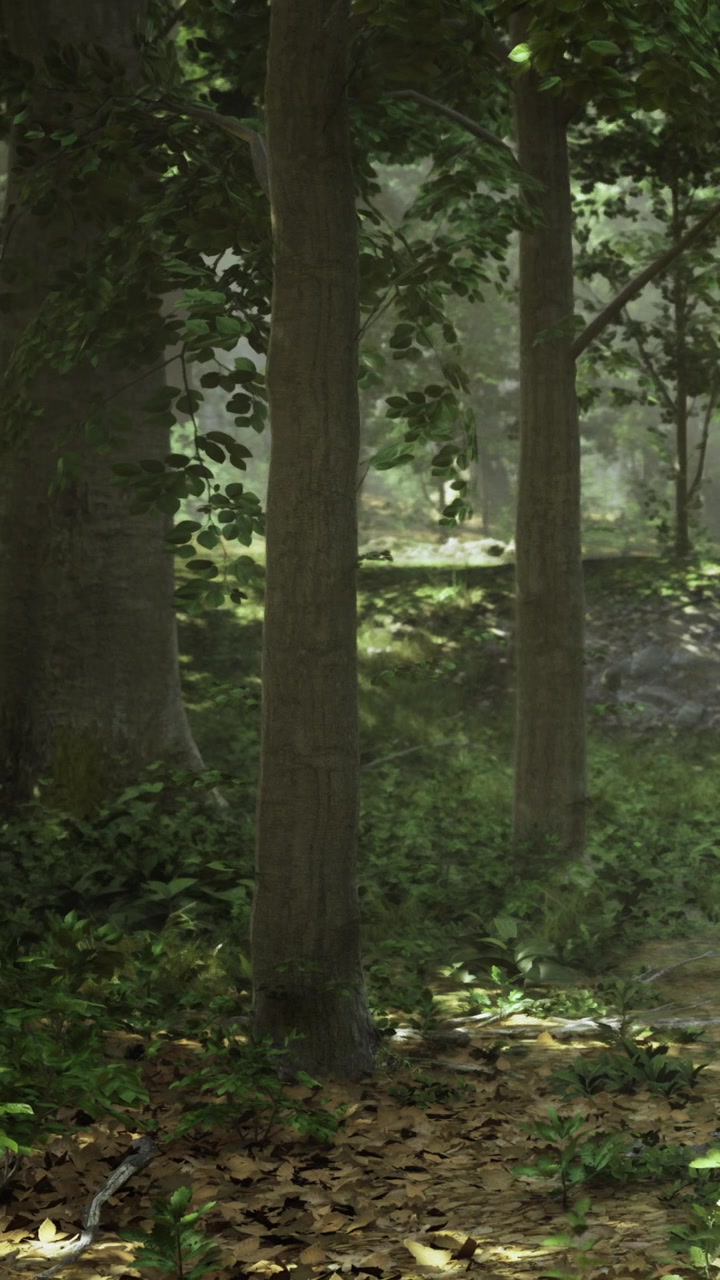 Scena forestale con alberi alti e piante verdi alla luce del sole vicino a un sentiero.