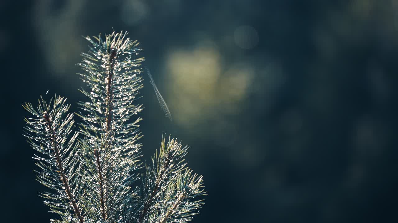 A delicate cobweb on the tree top of the young pine tree