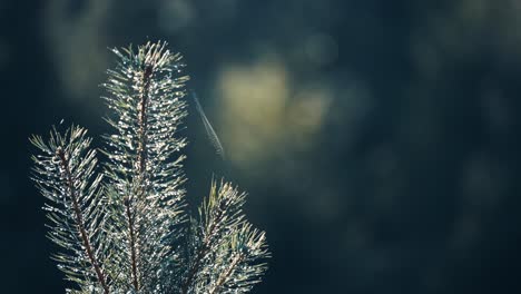 a delicate cobweb on the tree top of the young pine tree