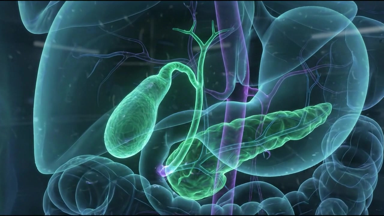 Human liver organ 3D holographic render medical display