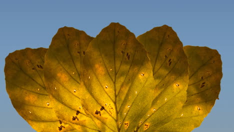 animación de hojas amarillas de otoño sobre fondo azul