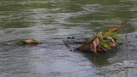 4K-Flowing-Water-from-a-River-with-a-Shrub-of-Leaves-Submerged