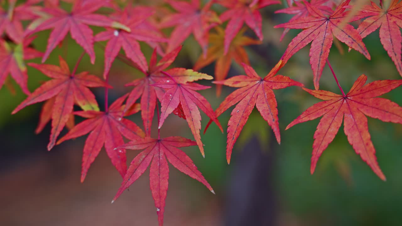 Kokoelma tähtimäisiä japaninvaahteran lehtiä syvän karmiininpunaisina, joiden kärjissä on hienoisia vihreän sävyjä pehmeää, tummaa metsätaustaa vasten.