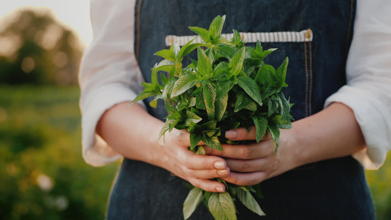 Farmer Holds A Handful Of Mint - Ingredient In Cooking And Cocktail Preparation