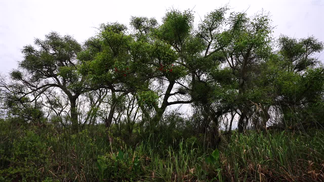 A moving shot glides past the dense, lush green vegetation and trees of the Paraná Delta wetlands in Argentina on a cloudy, atmospheric day