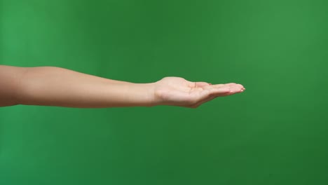 female stretching out and showing empty open palm of hand over green screen chroma key background