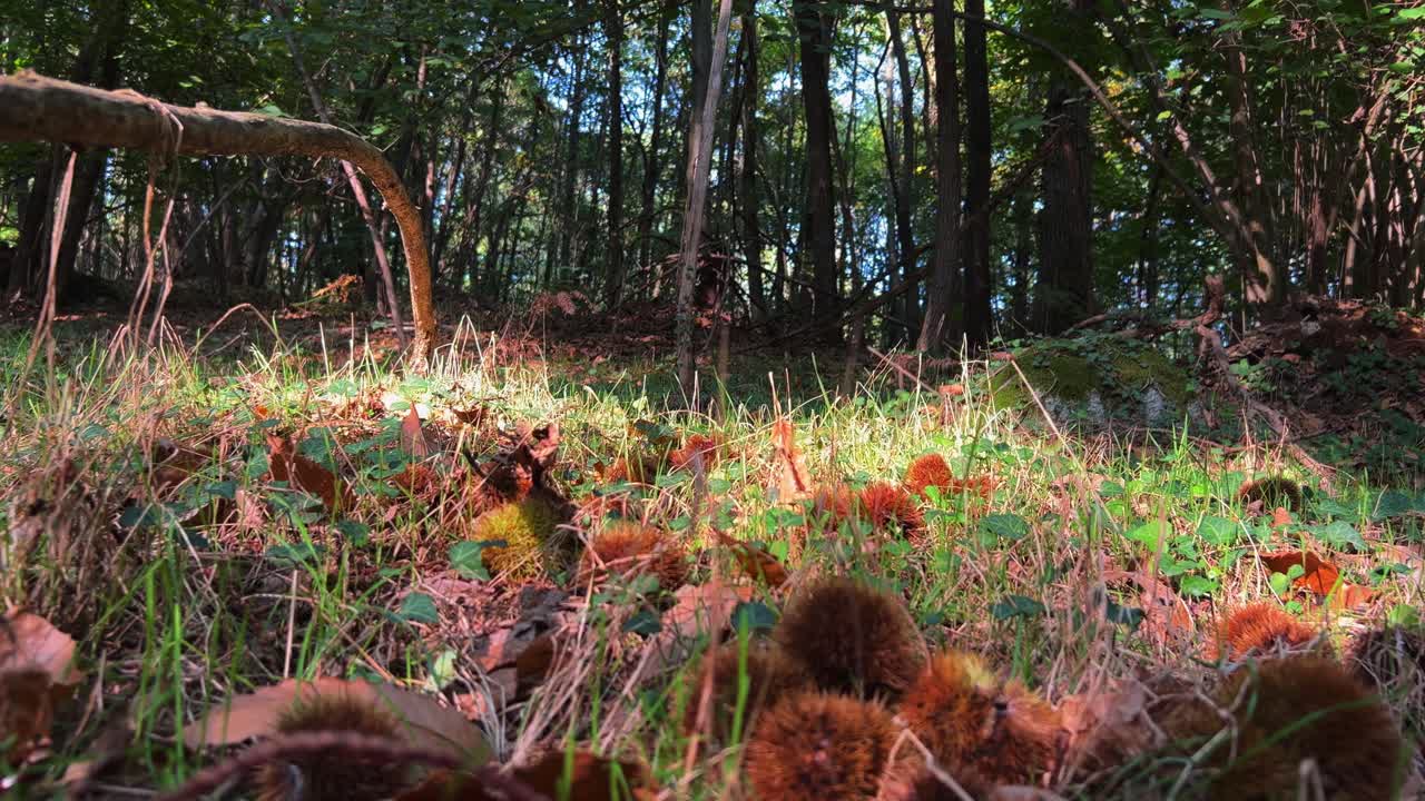 fpv paseo en bosque de castaños entre árboles y erizos