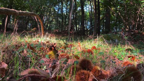 Fpv-walk-in-chestnut-forest-among-trees-and-hedgehogs