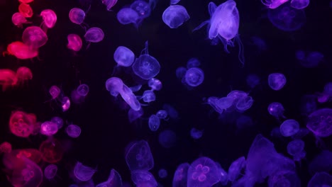 medusas vibrantes iluminadas en colores cambiantes