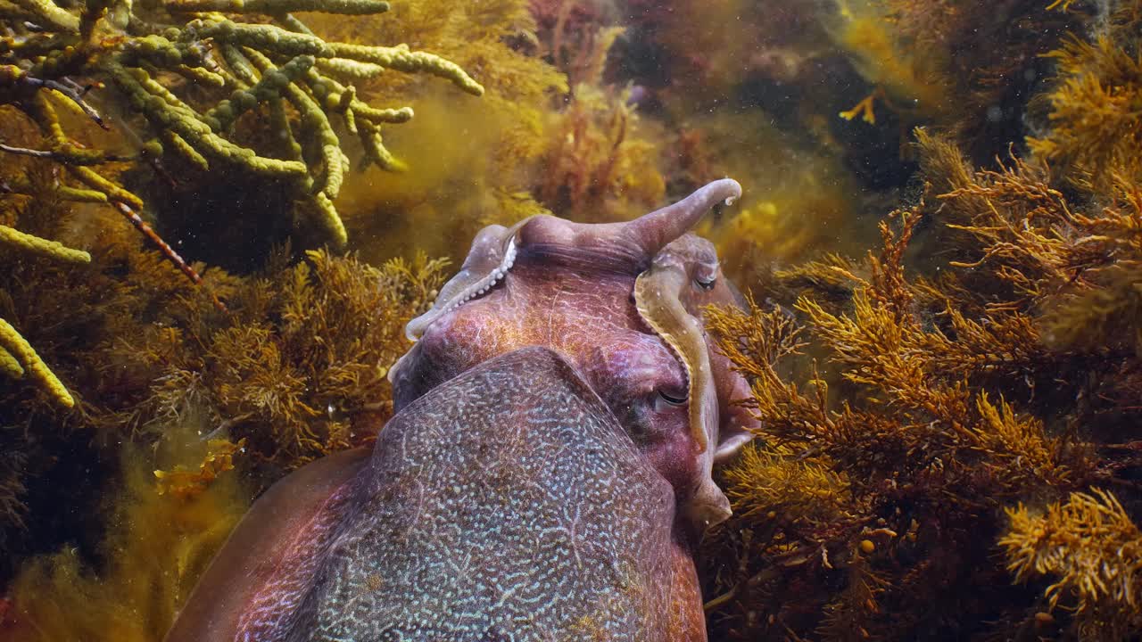 Seppia gigante australiana Sepia apama: migrazione a Whyalla, Australia Meridionale. Slow motion 4K, accoppiamento, deposizione delle uova, combattimento, aggregazione, sott'acqua.