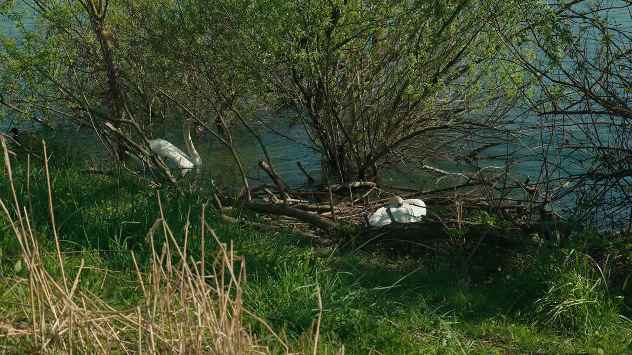 dos cisnes adornan las tranquilas orillas del lago jarun, zagreb, en medio de la exuberante vegetación